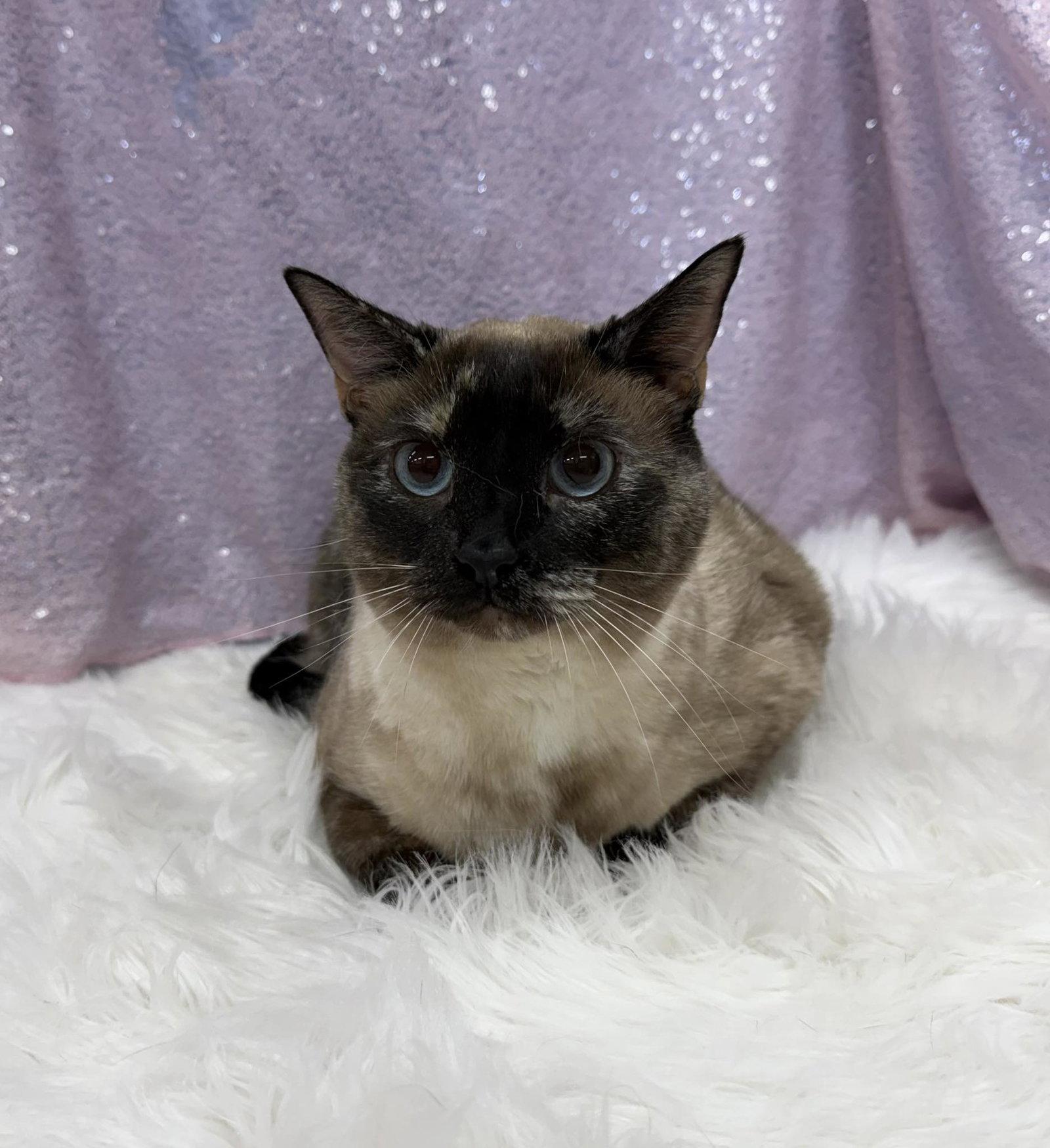 Riley, Adopted, Adult Female Siamese.