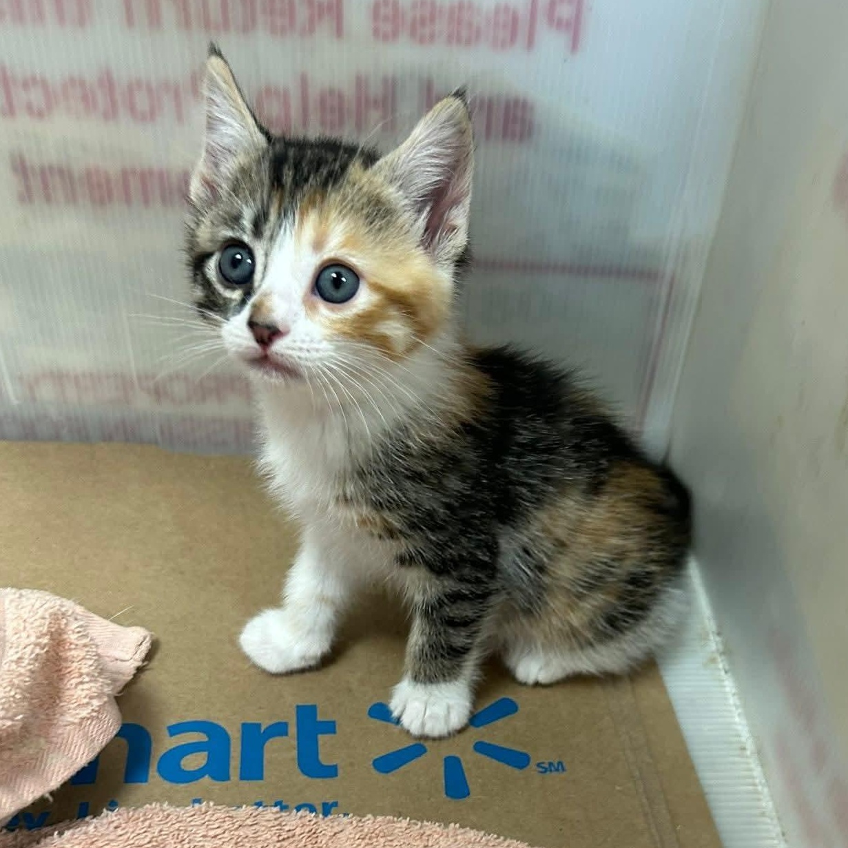 Enlarge Lemon Meringue, an adoptable mixed breed in Santa Clara, CA image 1/1
