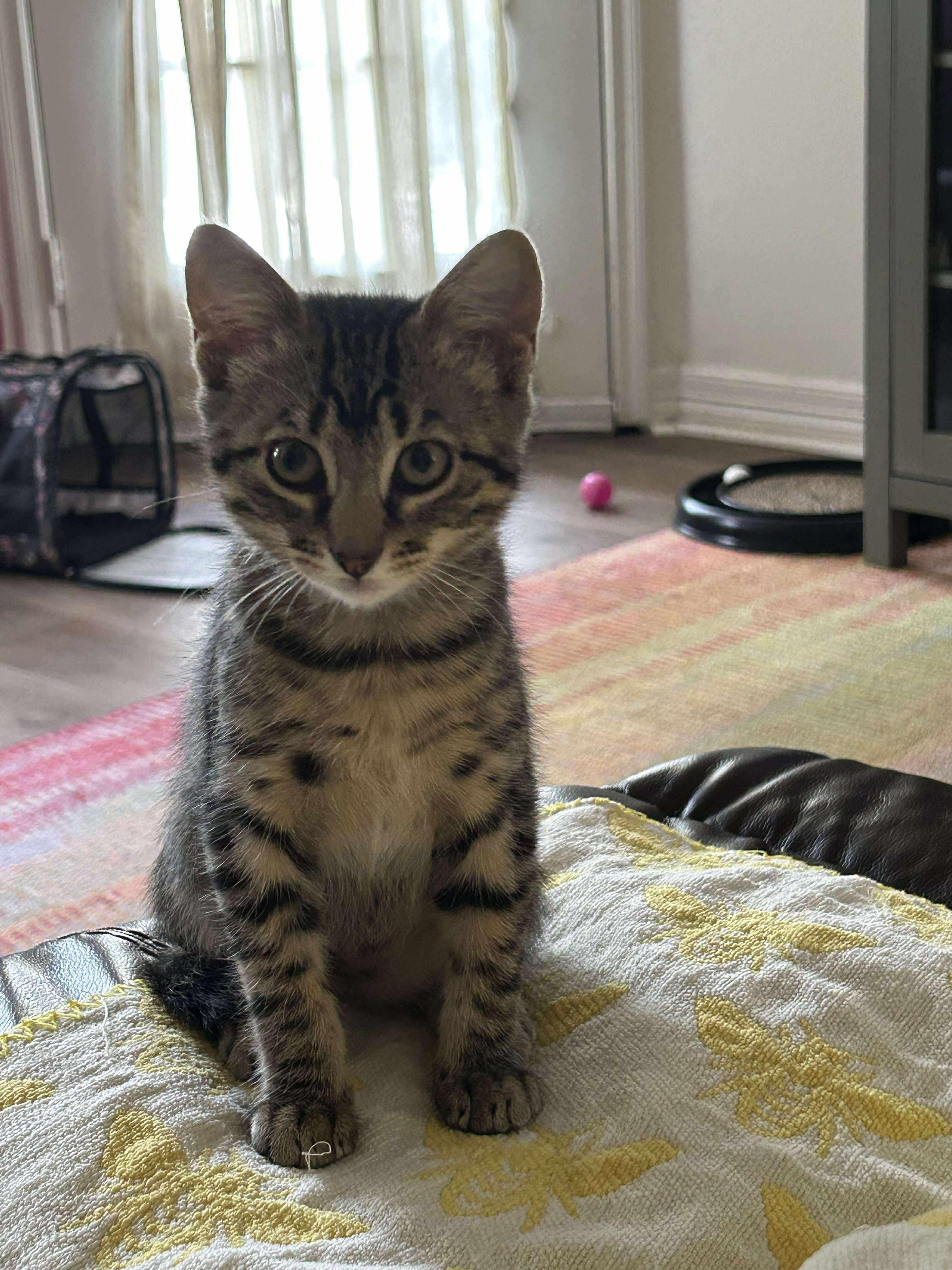Cats for Adoption Dc: Find Your Perfect Feline Friend Today