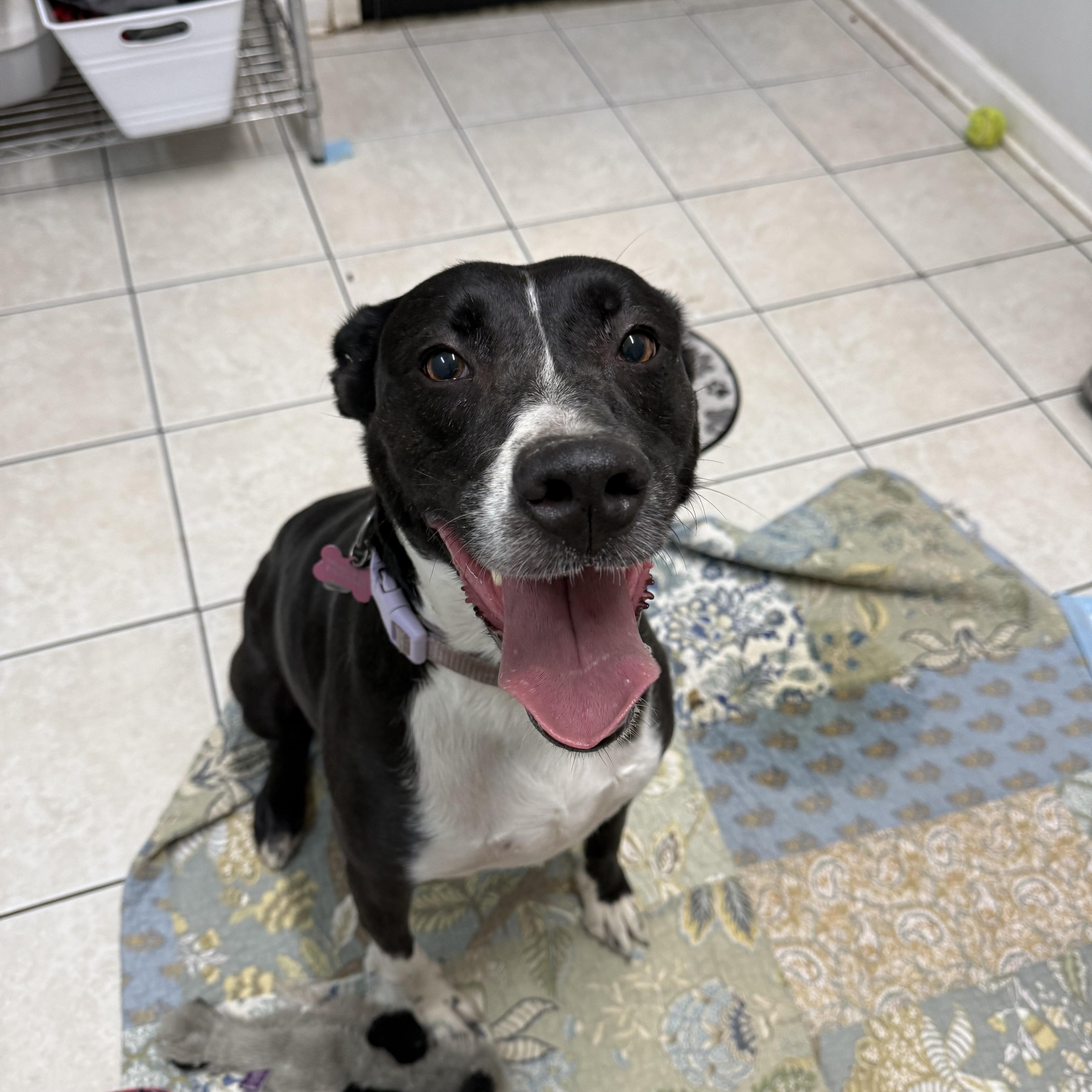Luna, ADOPTABLE, Adult Female Border Collie.