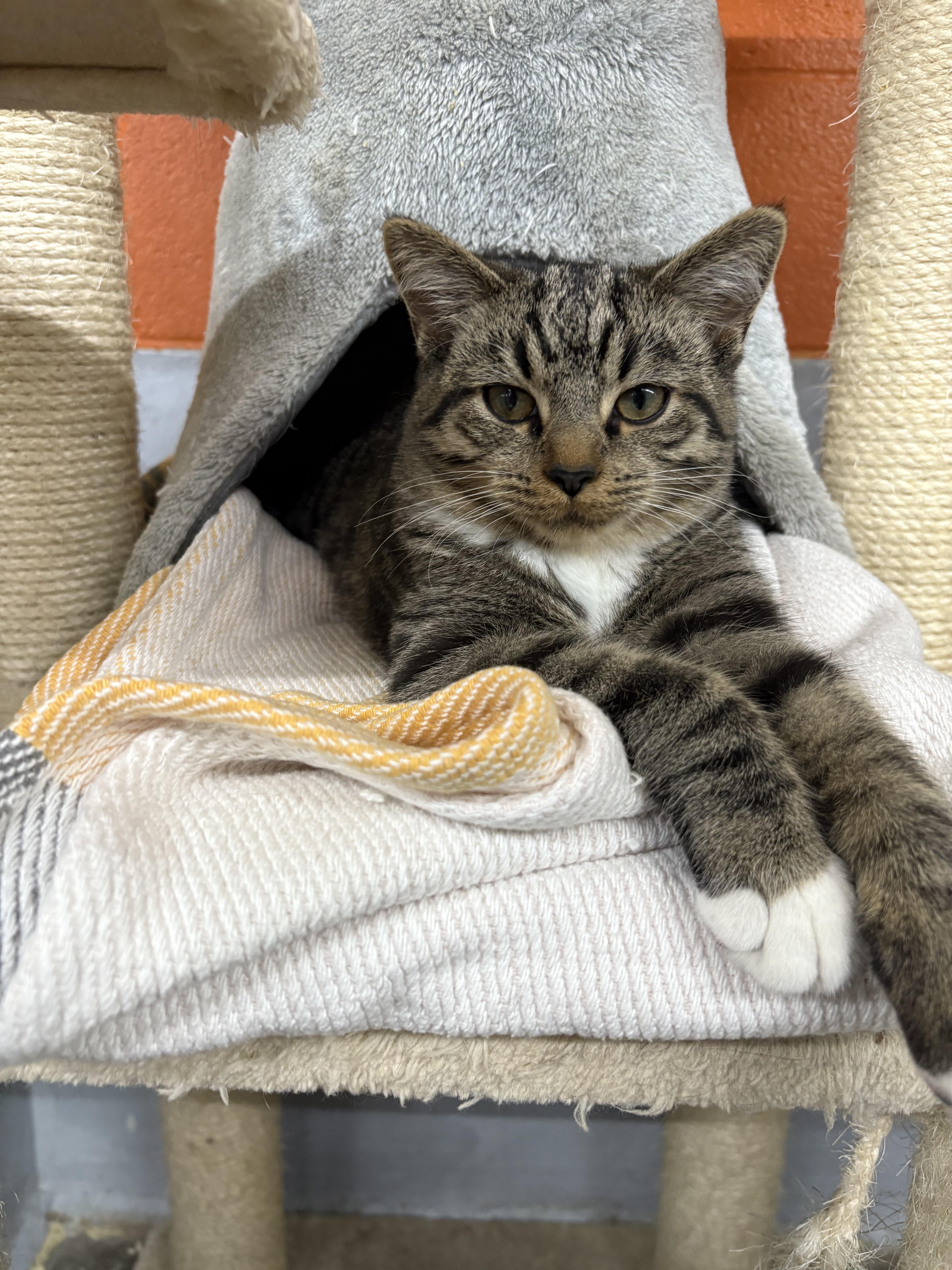 Cobbler, adopted, Young Male Domestic Short Hair.