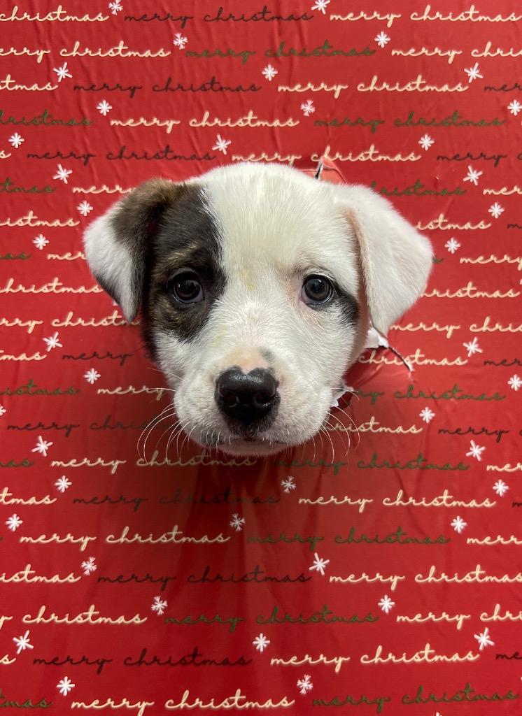 Enlarge Jellybean, a Adoptable mixed breed in Murray, KY image 1/2