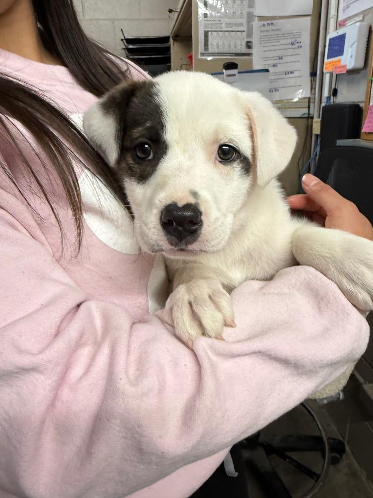 Enlarge Jellybean, a Adoptable mixed breed in Murray, KY image 2/2