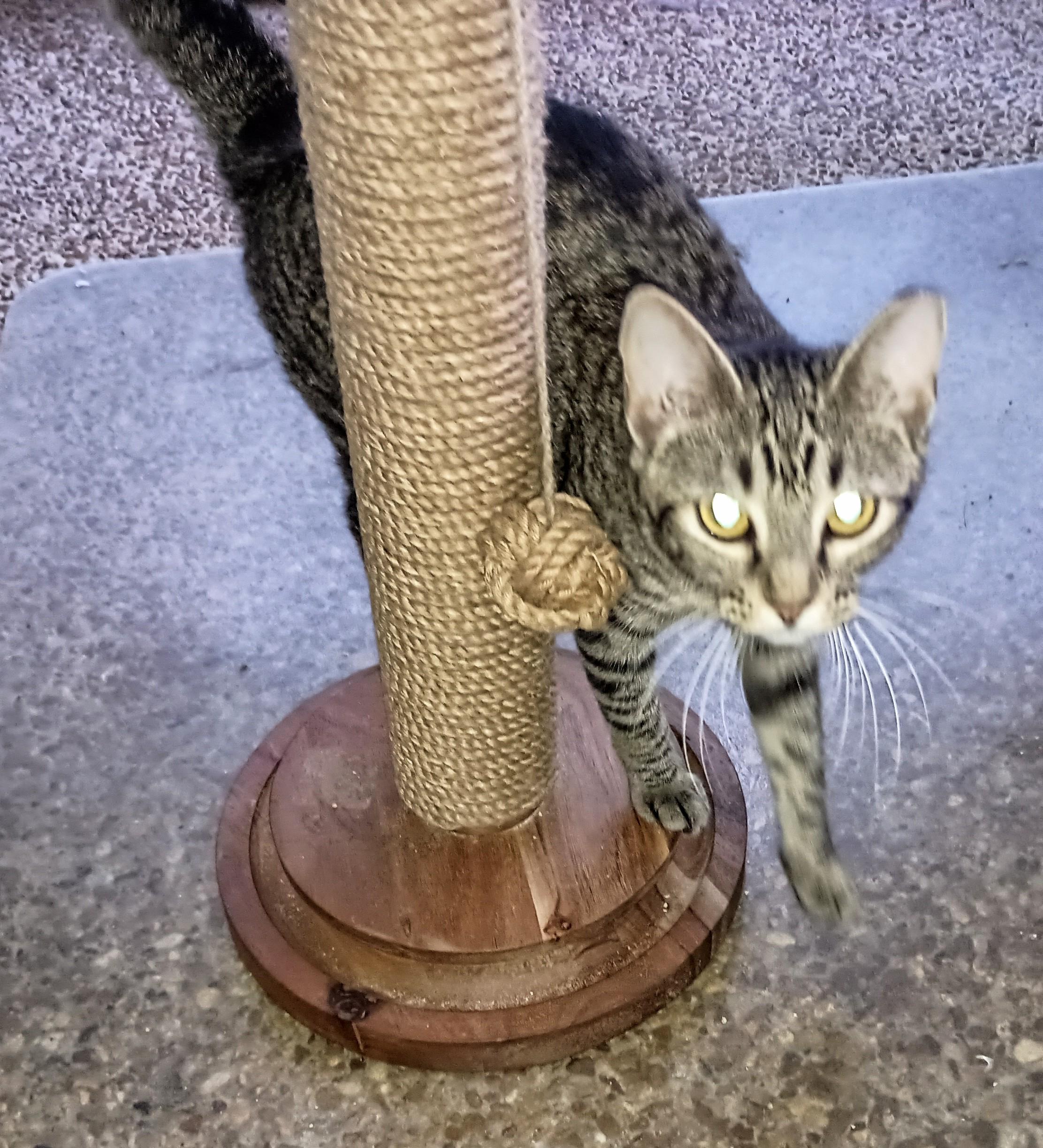 SOPHIE, Adopted, Young Female Domestic Short Hair.