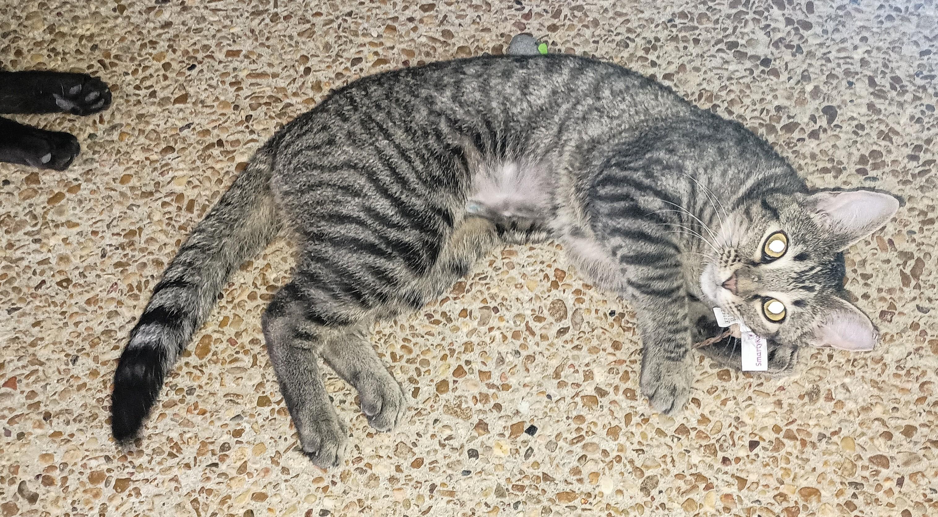 Enlarge SOPHIE, a Adopted Domestic Short Hair in Ridgeland, MS image 2/3