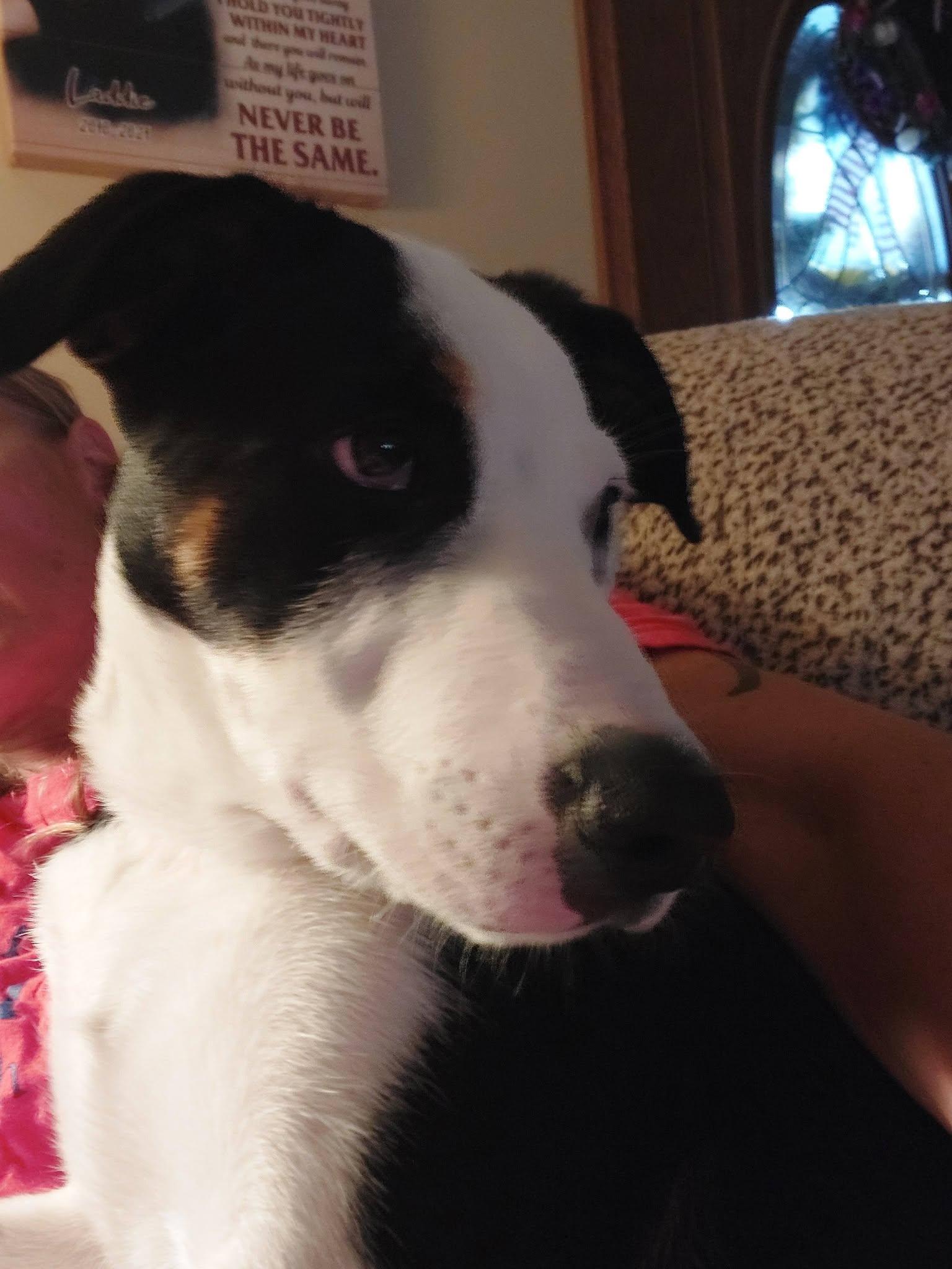 Tom, a Adoptable mixed breed in Seymour, IN image 4/6