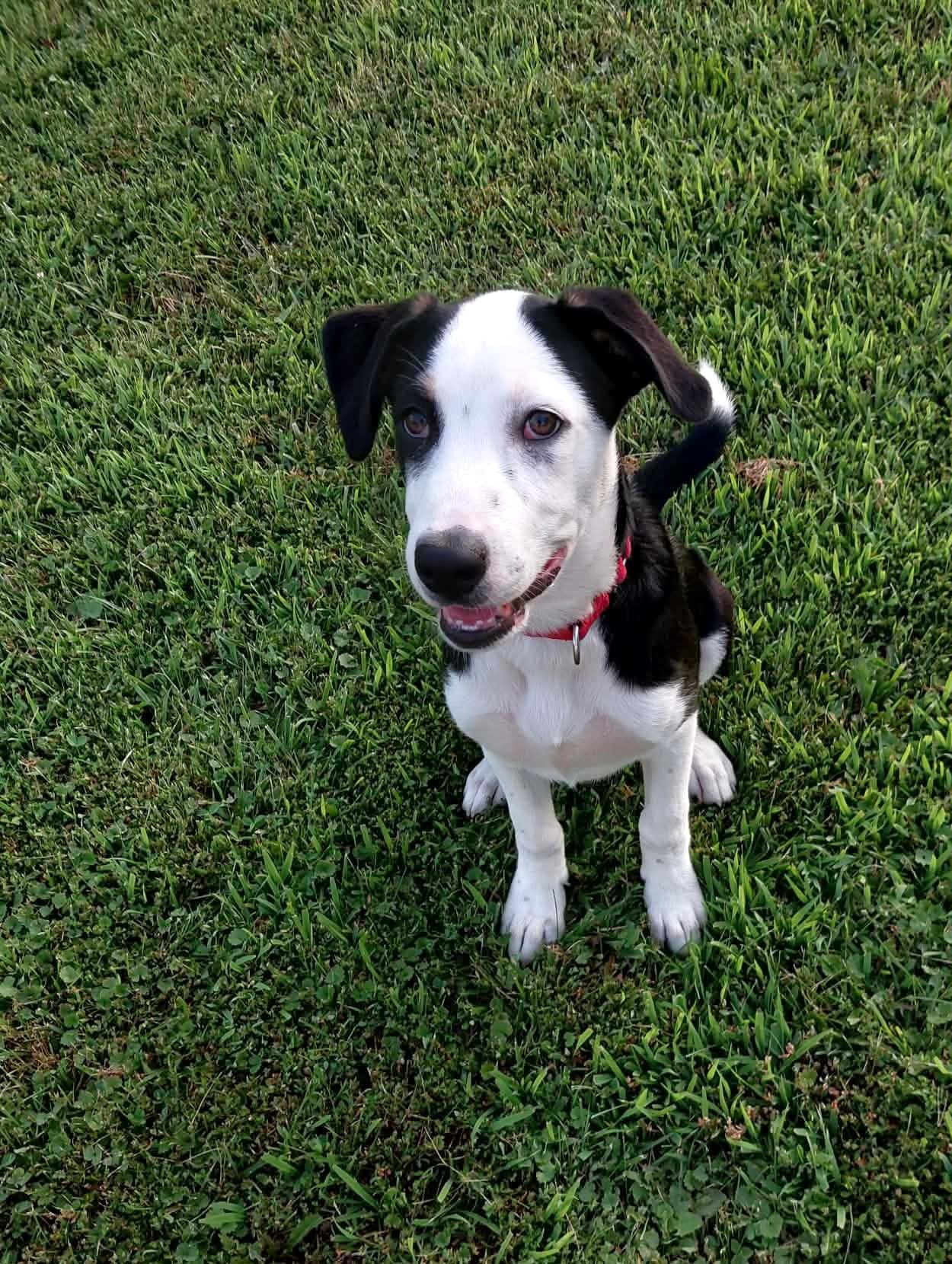 Tom, a Adoptable mixed breed in Seymour, IN image 2/6