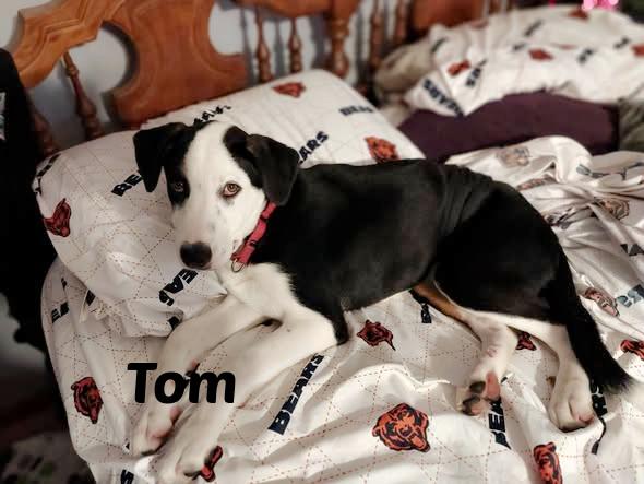 Tom, Adoptable, Puppy Male Border Collie.