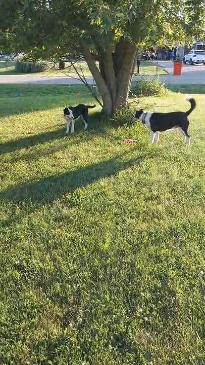 Enlarge Tom, a Adoptable mixed breed in Seymour, IN video 6/6
