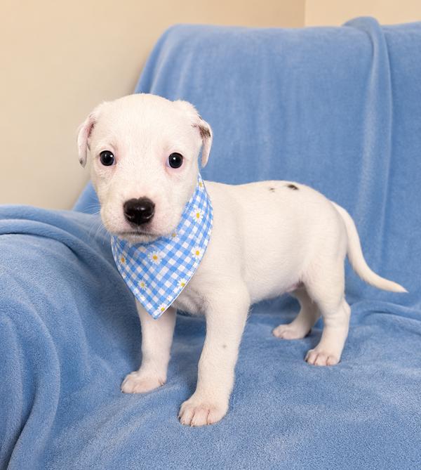 Enlarge Mozzarella, a Adoptable mixed breed in Lafayette, LA image 1/1
