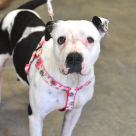 Enlarge Payton, a Adoptable mixed breed in Hot Springs, AR image 1/1