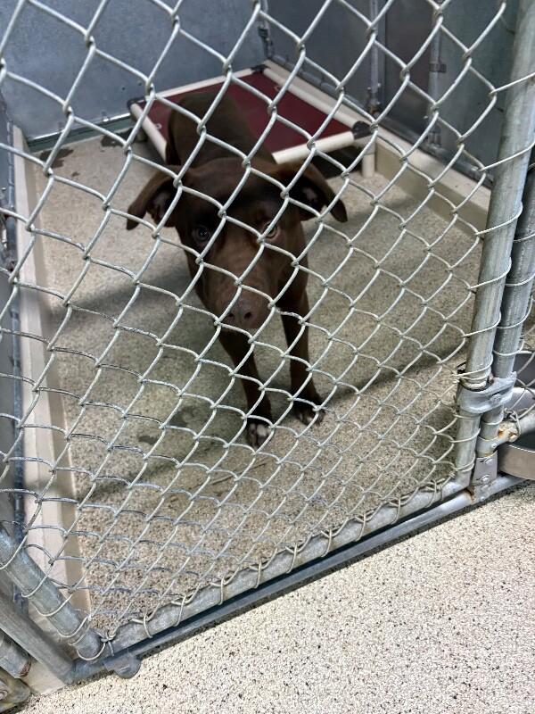 Enlarge Goose, a Adoptable mixed breed in Supply, NC image 1/2