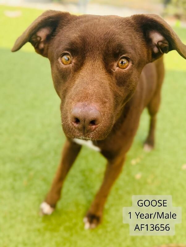 Enlarge Goose, a Adoptable mixed breed in Supply, NC image 2/2