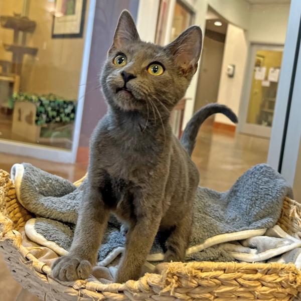 Enlarge Murphy, a Adoptable mixed breed in Walnut Creek, CA image 2/2