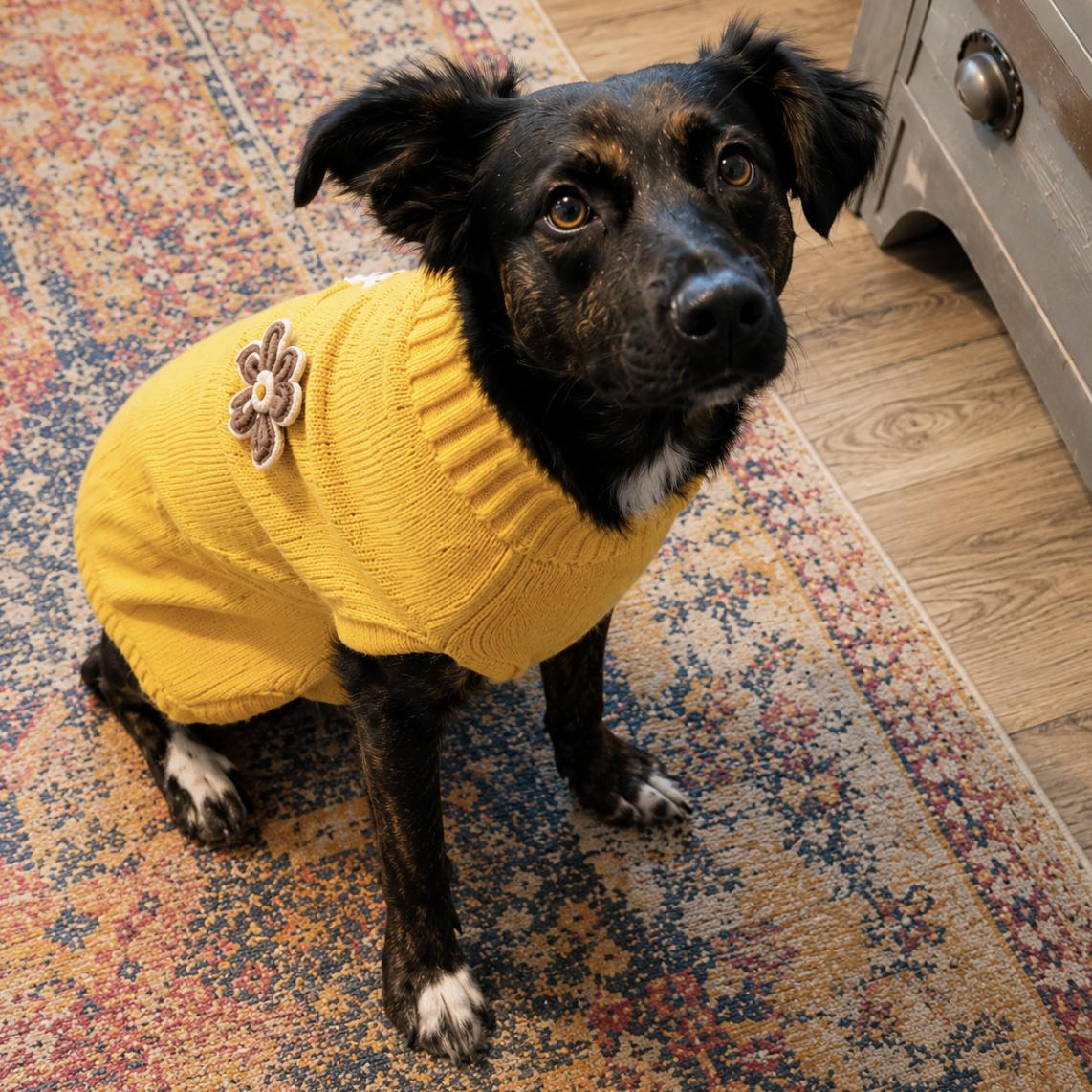 Boots, an adopted mixed breed in Johnston, RI image 2/5
