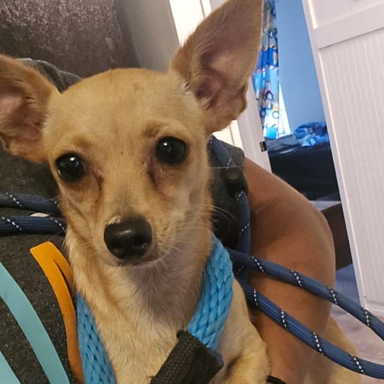 Enlarge Tiffany, a Adoptable Chihuahua in Oceanside, NY image 1/3