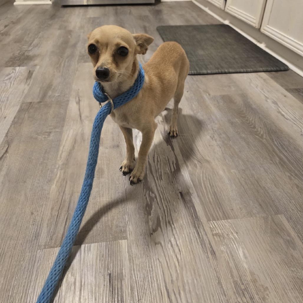 Enlarge Tiffany, a Adoptable Chihuahua in Oceanside, NY image 2/3