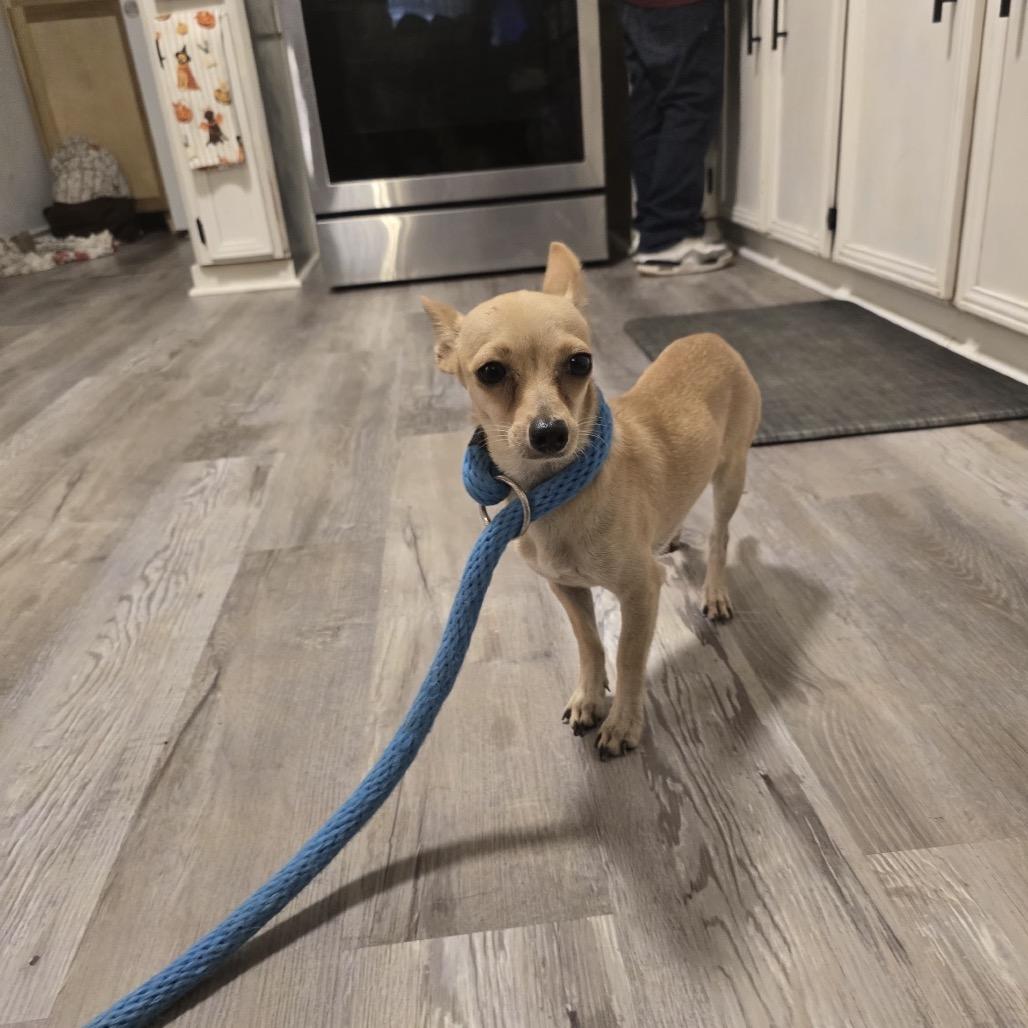 Enlarge Tiffany, a Adoptable Chihuahua in Oceanside, NY image 3/3