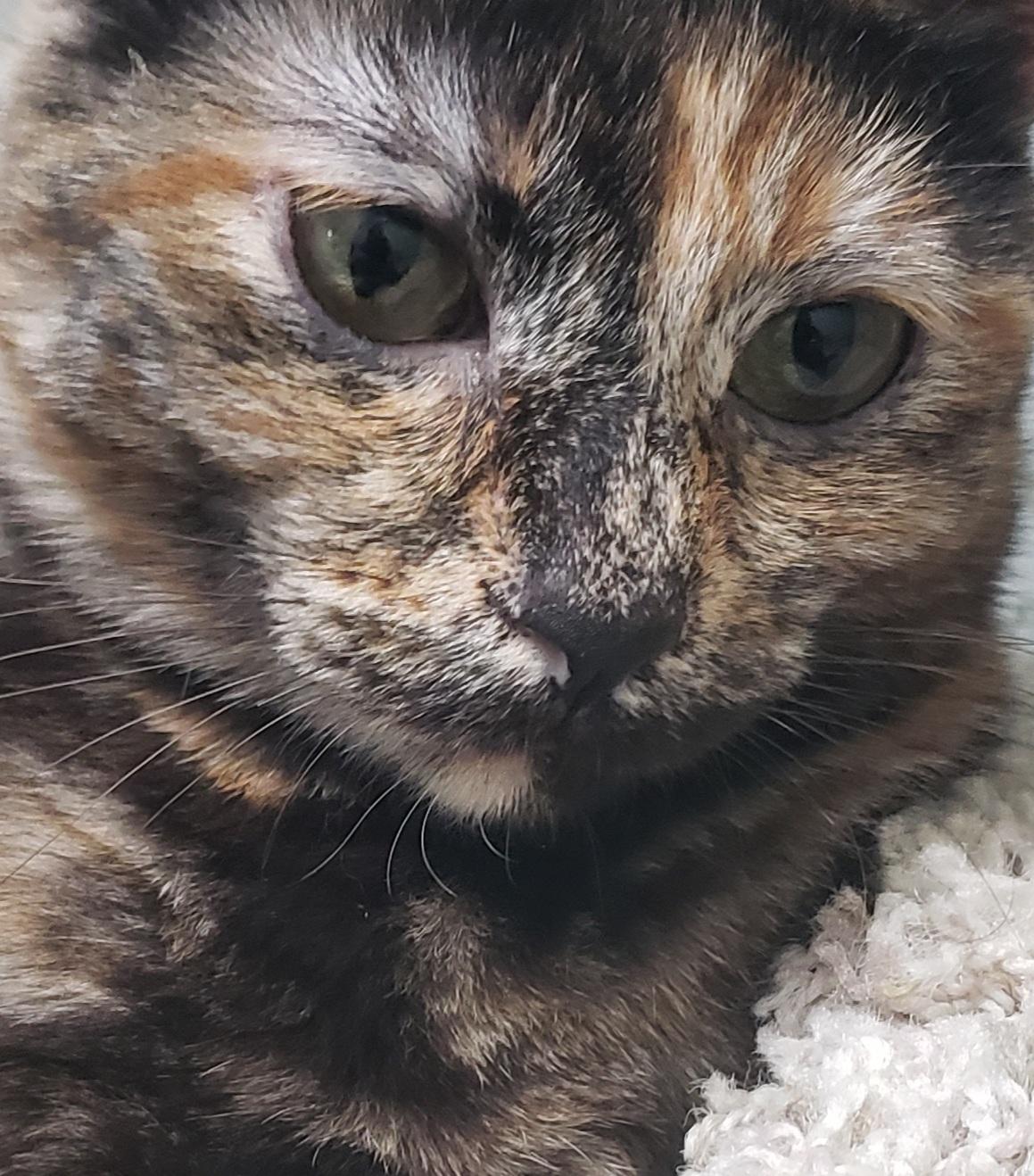 Enlarge GOLDWYN, an adopted mixed breed in Joshua Tree, CA image 2/4