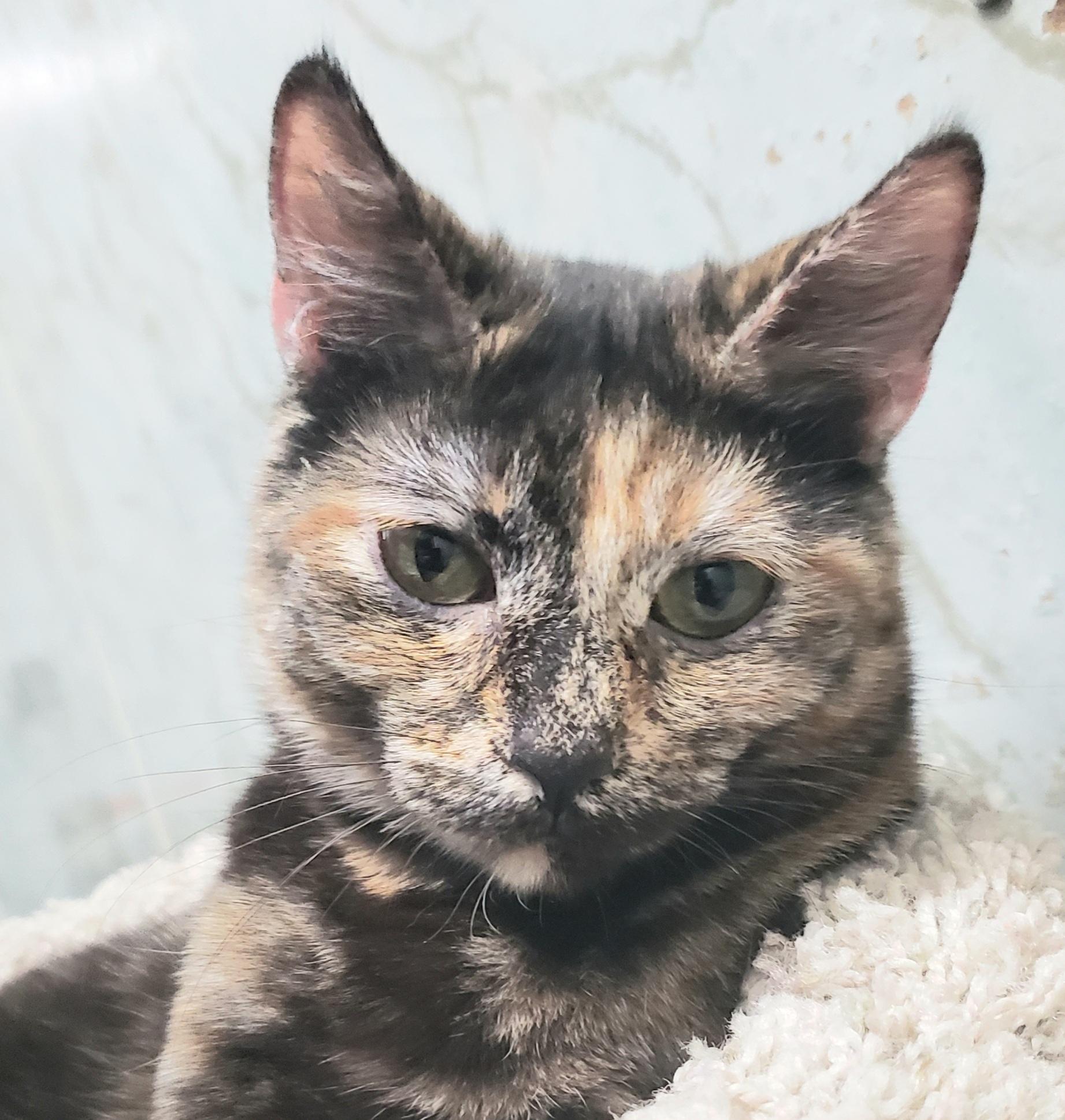 Enlarge GOLDWYN, an adopted mixed breed in Joshua Tree, CA image 4/4