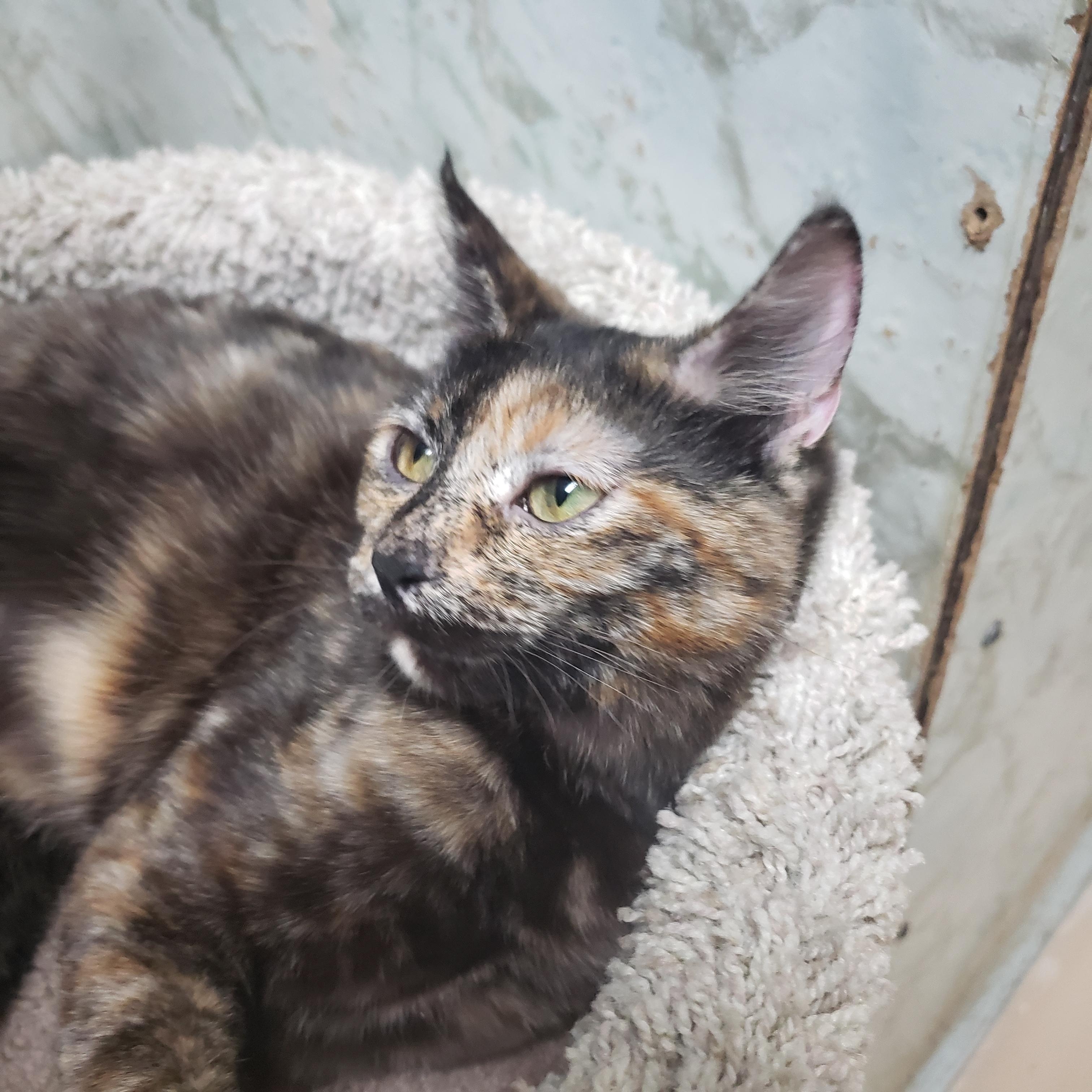 Enlarge GOLDWYN, an adopted mixed breed in Joshua Tree, CA image 3/4
