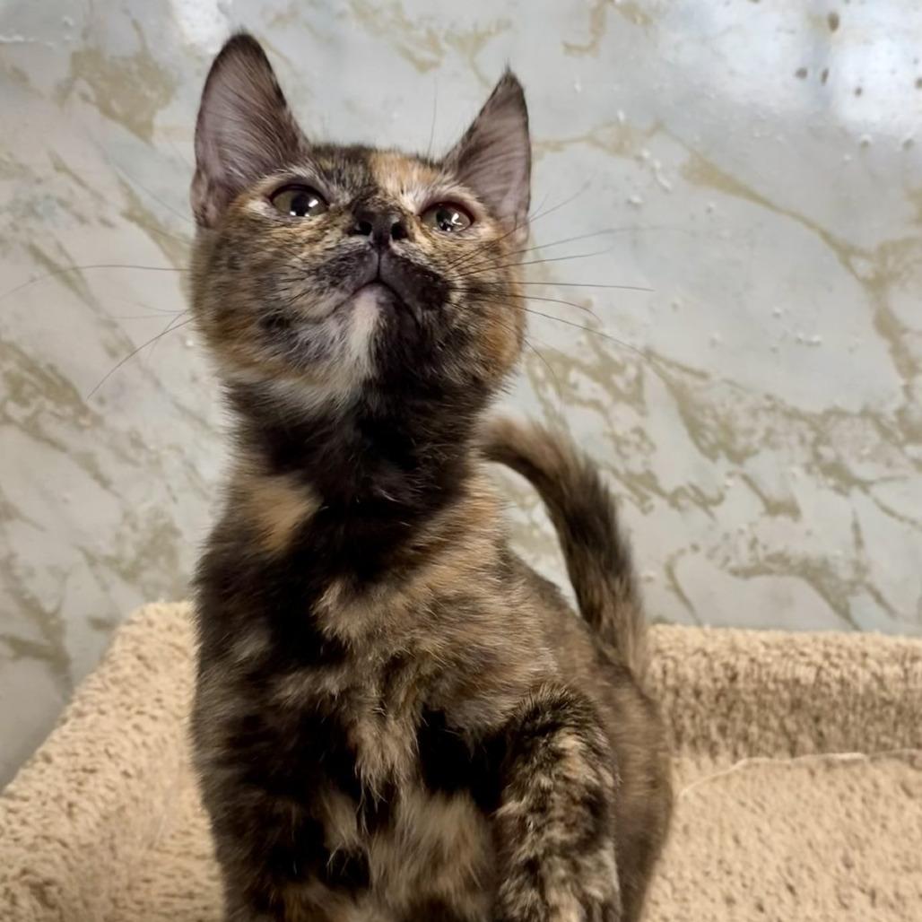 Enlarge GOLDWYN, an adopted mixed breed in Joshua Tree, CA image 1/4