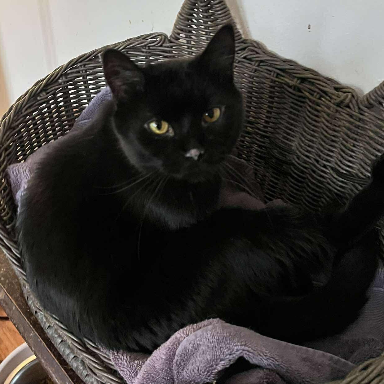 Enlarge Sailor, a Adoptable Domestic Short Hair in Huntington, NY image 2/4