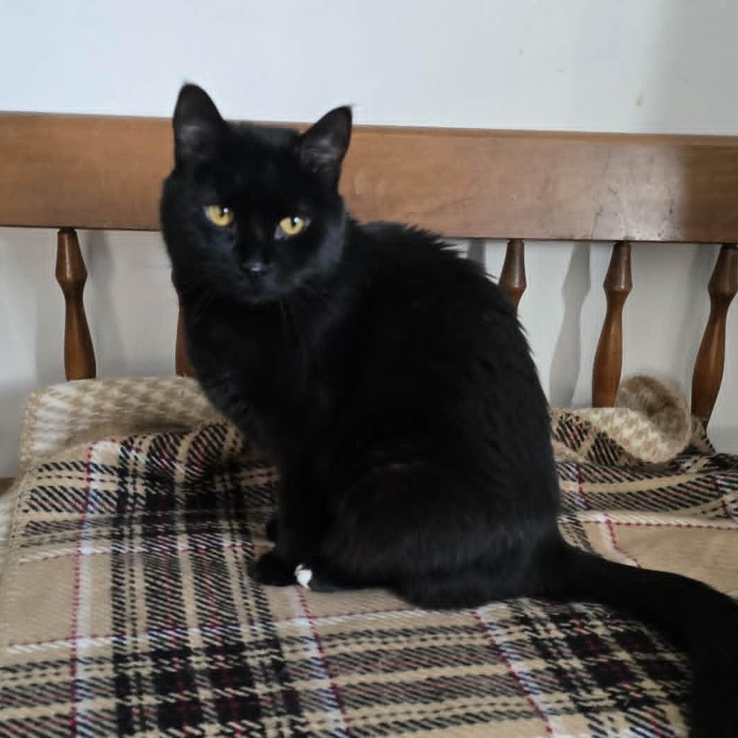 Sailor, Adoptable, Adult Female Domestic Short Hair.