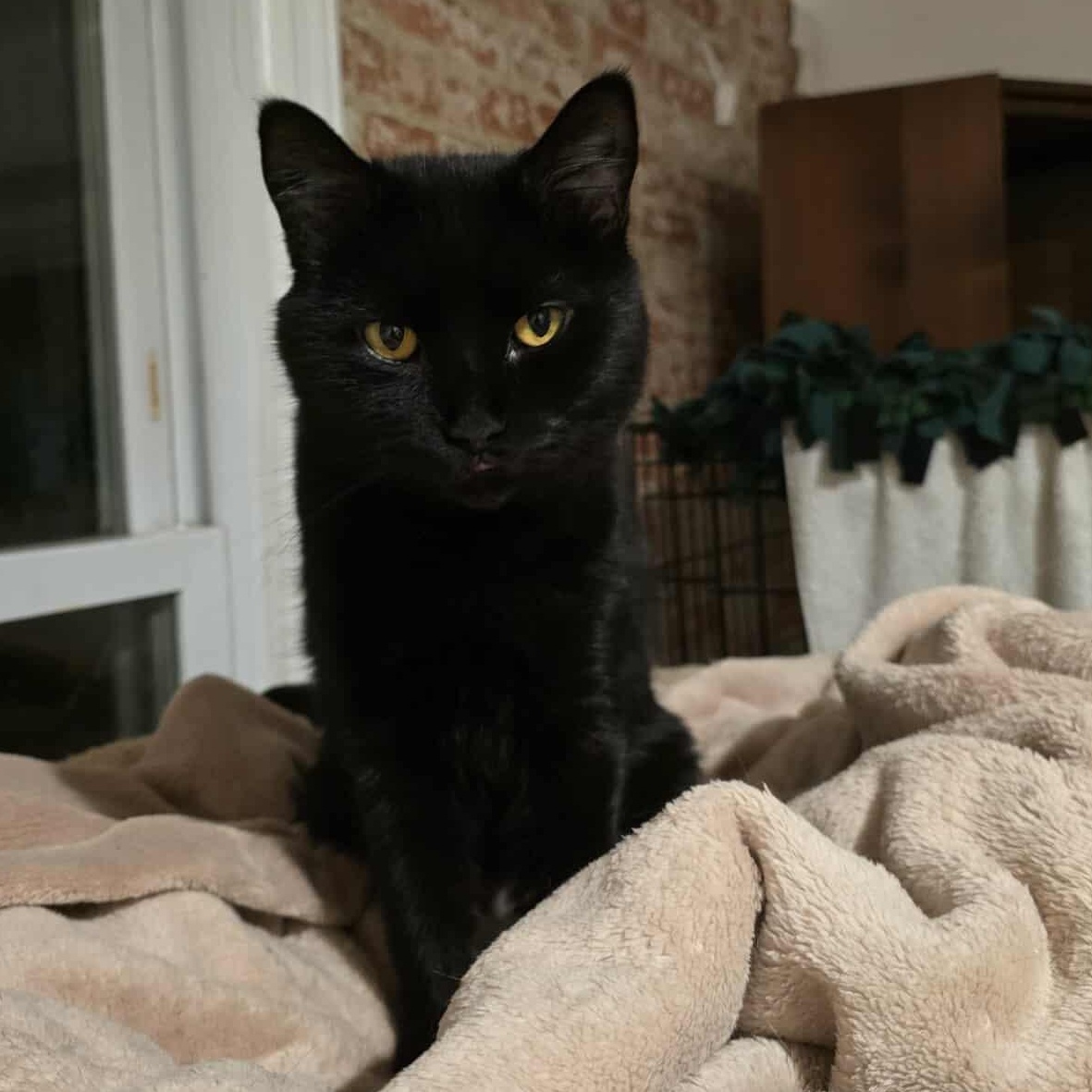 Sailor, a Adoptable Domestic Short Hair image 2/2