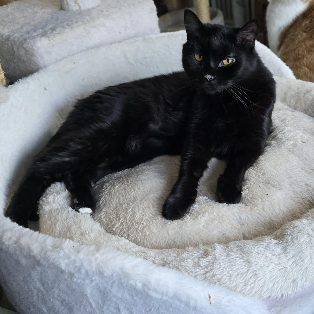 Enlarge Sailor, a Adoptable Domestic Short Hair in Huntington, NY image 1/4