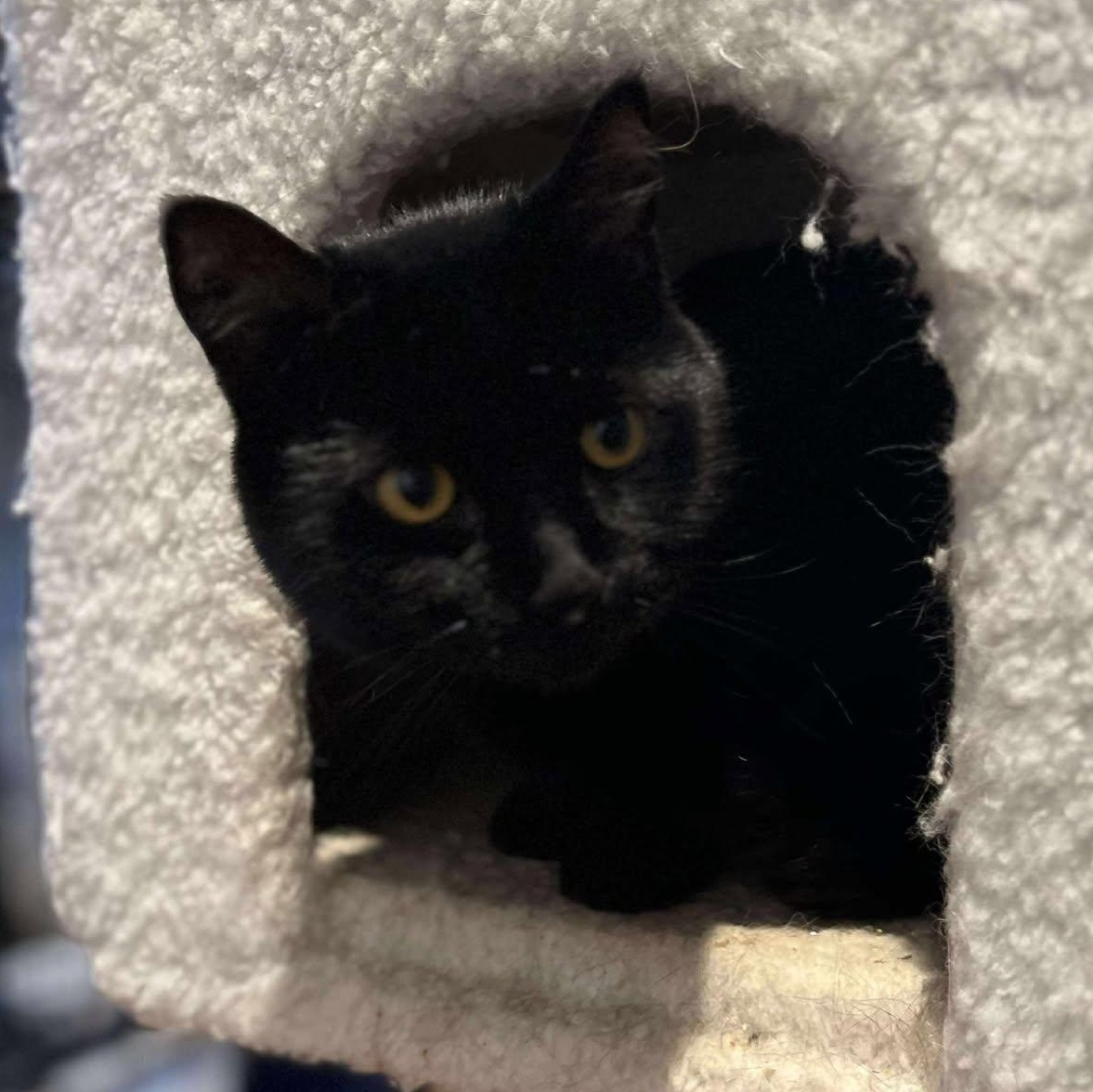 Sailor, Adoptable, Adult Female Domestic Short Hair.