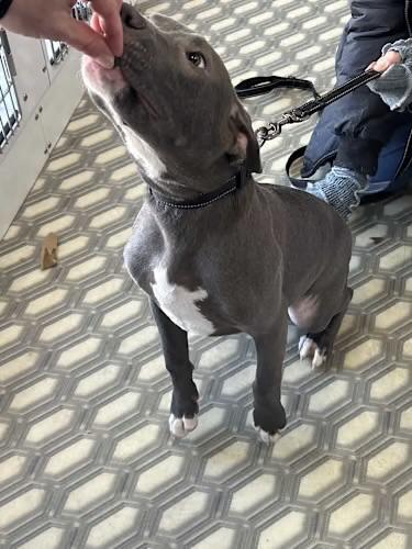 Hulk Hogan, an adoptable mixed breed in Watertown, CT image 3/4