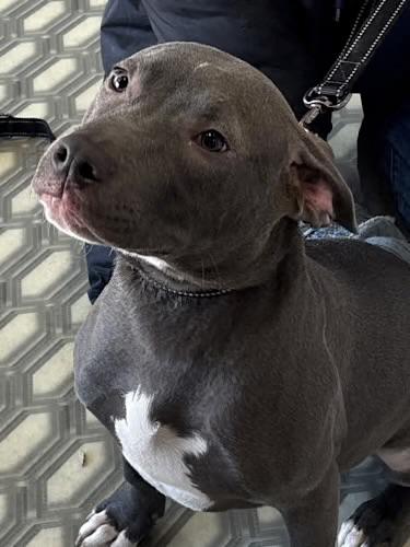 Hulk Hogan, an adoptable mixed breed in Watertown, CT image 2/4