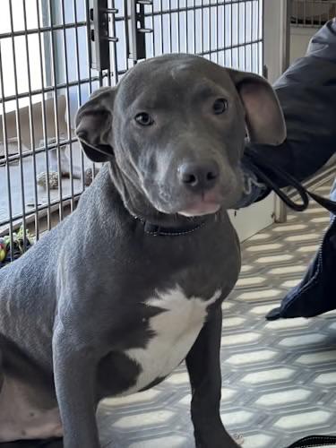 Hulk Hogan, adoptable, Young Male Pit Bull Terrier & Basset Hound.