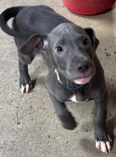 Hulk Hogan thumbnail 3