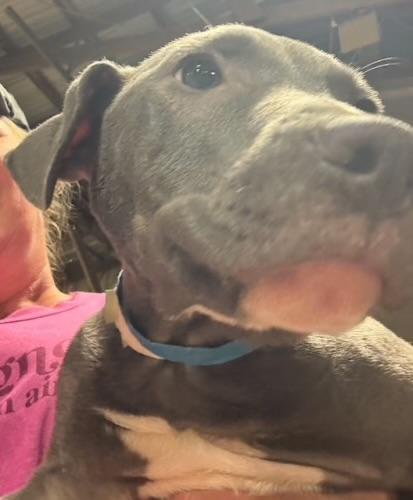 Hulk Hogan thumbnail 4