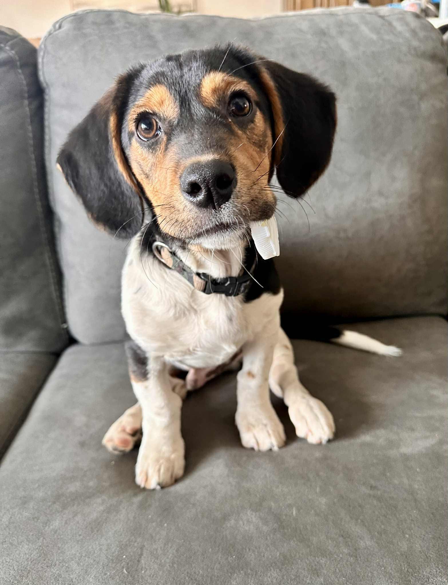 Enlarge ASPEN, a Adopted mixed breed in High Level, AB image 1/1