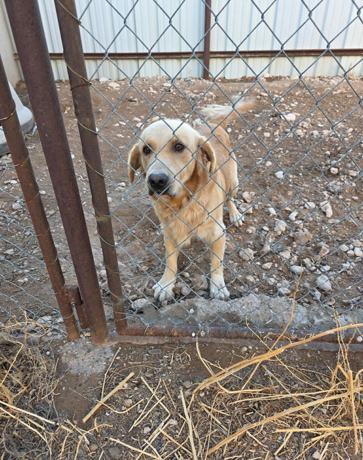 SPONSOR ME - Max, Adoptable, Adult Male Golden Retriever.