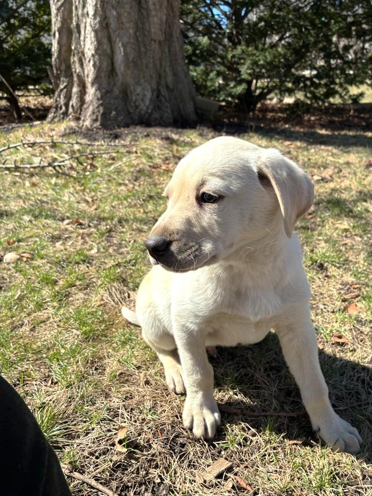 O'Connor, Adoptable, Puppy Male Retriever.