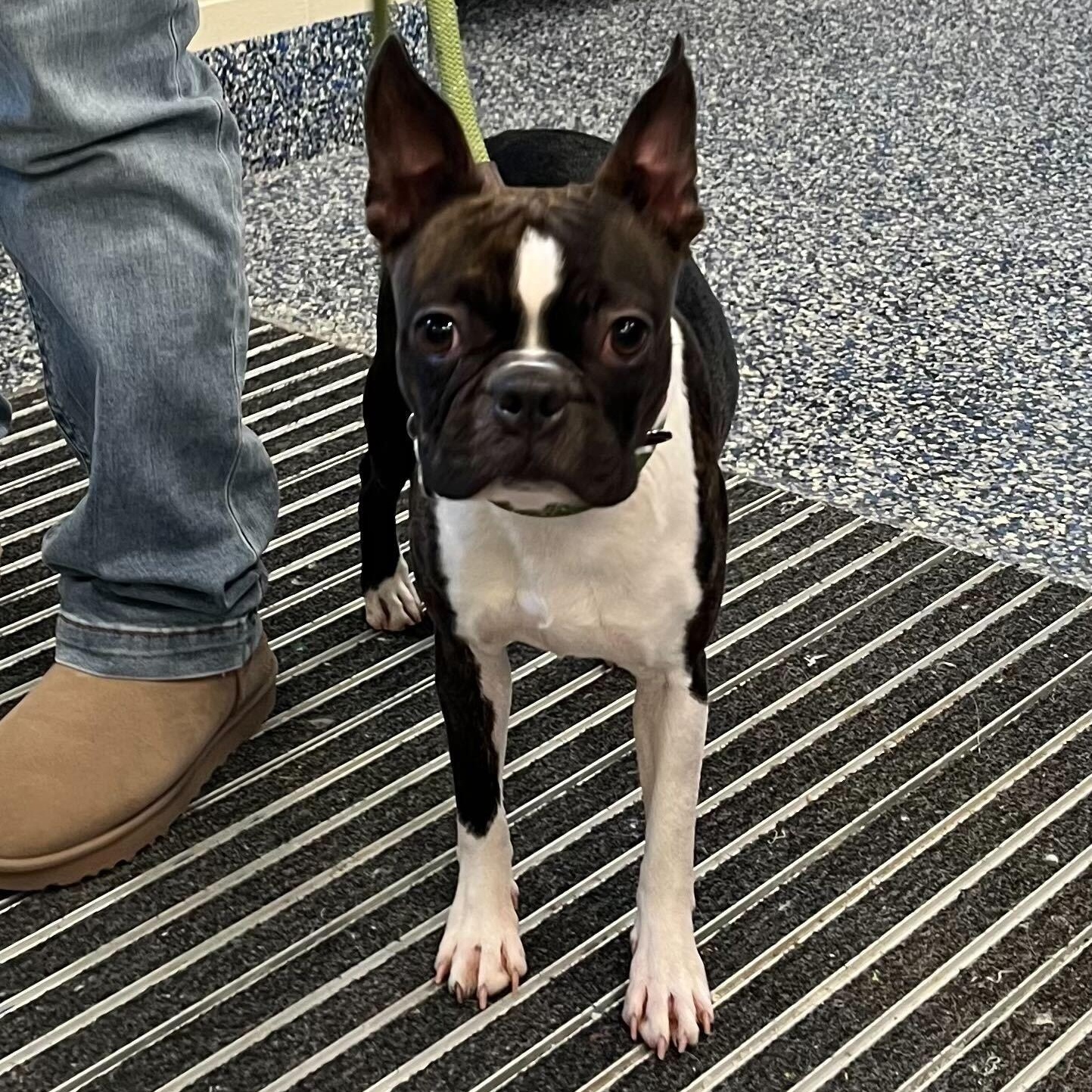 Enlarge Stella Artois, an adopted Boston Terrier in farmingdale, NJ image 2/2