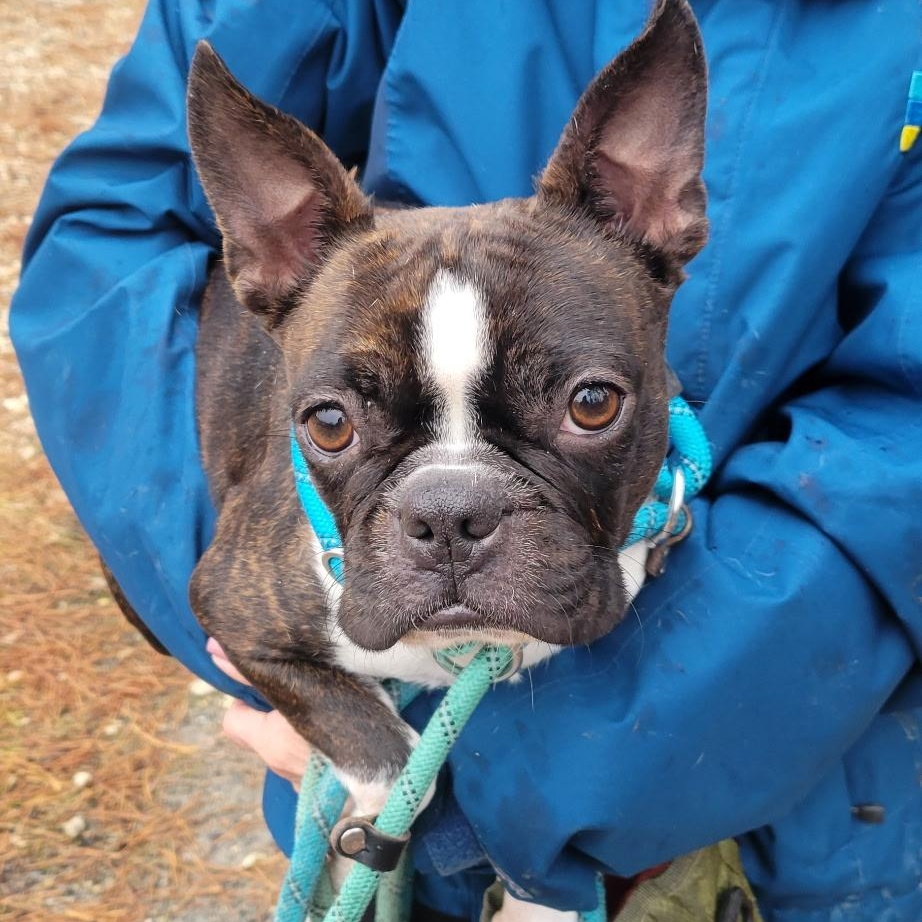 Stella Artois, ADOPTABLE, Adult Female Boston Terrier.