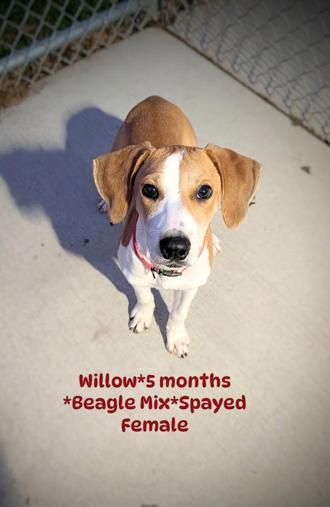 Willow, Adoptable, Young Female Beagle.