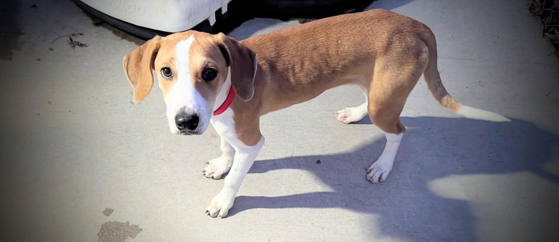 Enlarge Willow, a Adoptable mixed breed in Mauston, WI image 2/2