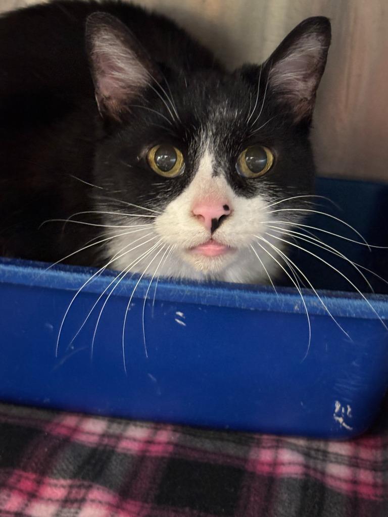 Gambit, Adoptable, Senior Female Domestic Short Hair.