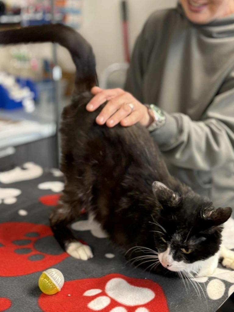 Enlarge Gambit, a Adoptable mixed breed in New Kensington, PA image 3/6