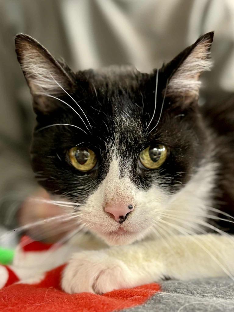 Enlarge Gambit, a Adoptable mixed breed in New Kensington, PA image 4/6