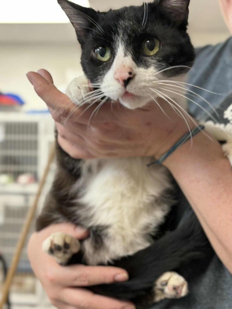 Enlarge Gambit, a Adoptable mixed breed in New Kensington, PA image 5/6