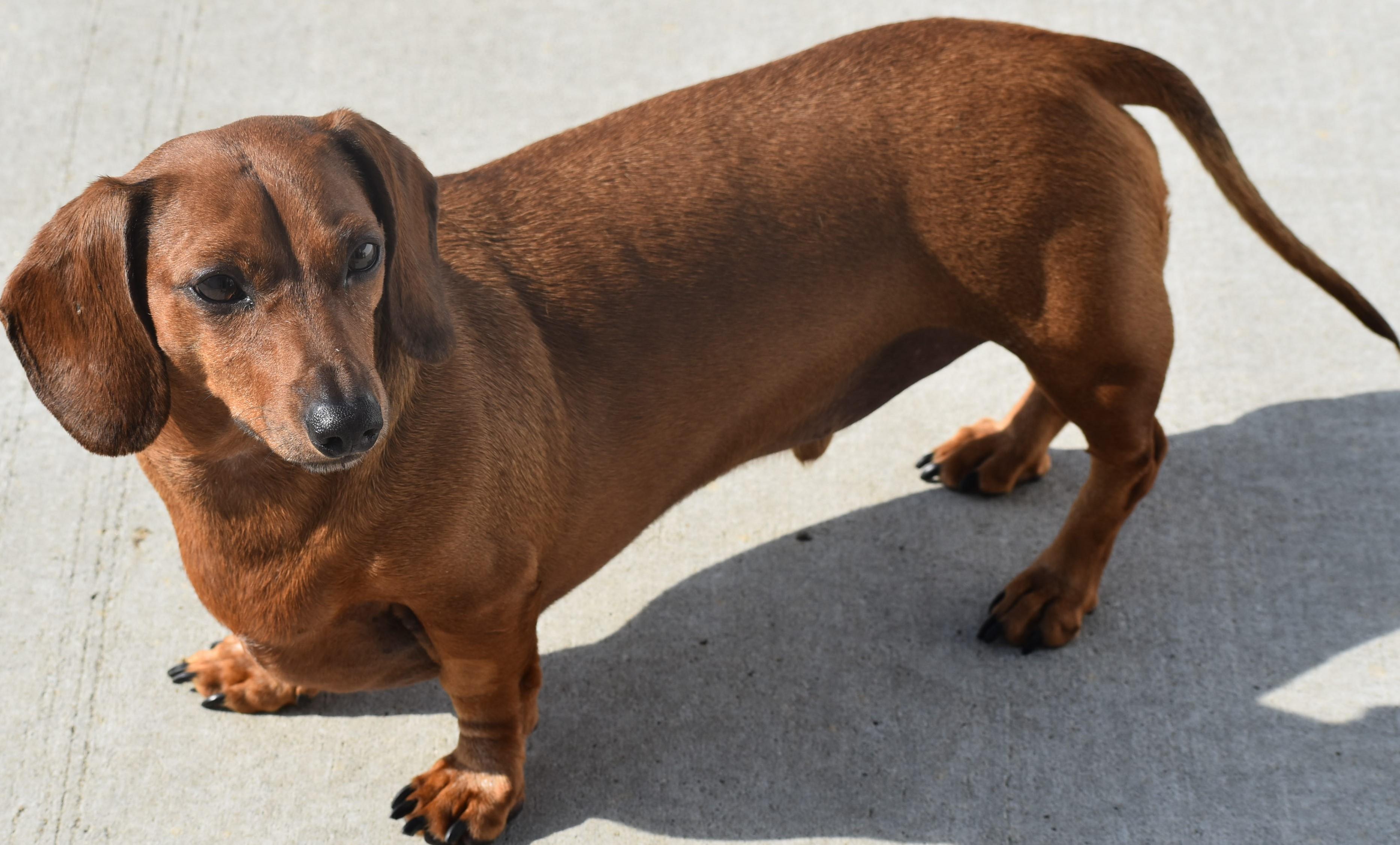 Enlarge Luke in NC, a ADOPTABLE Dachshund in Winston-Salem, NC image 3/5