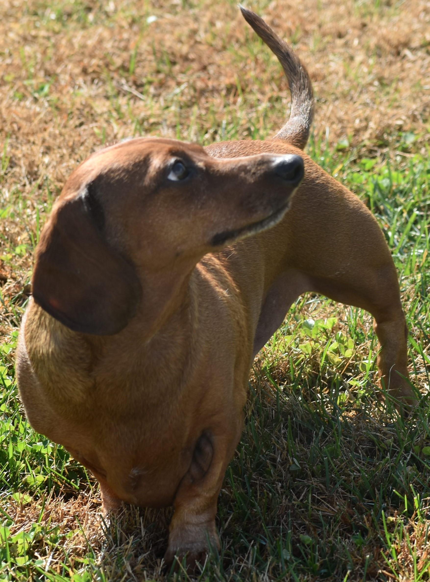 Enlarge Luke in NC, a ADOPTABLE Dachshund in Winston-Salem, NC image 4/5