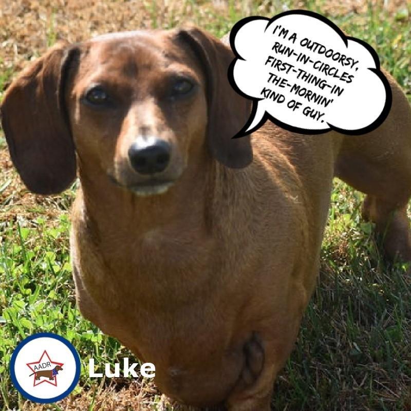 Enlarge Luke in NC, a ADOPTABLE Dachshund in Winston-Salem, NC image 2/5